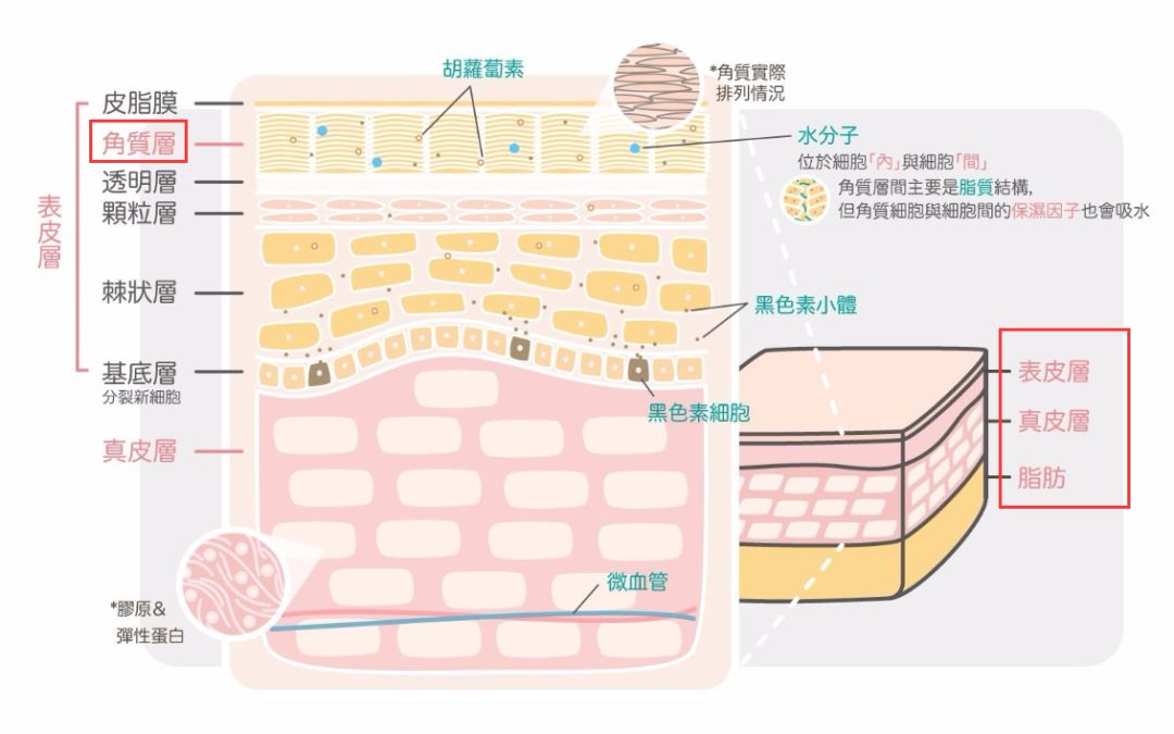 皮肤一共分为三层,从下往伤乩次是皮下脂肪层→真皮层→表皮层,表皮层