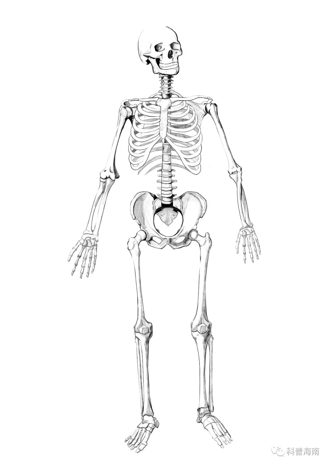 图1-3 骨的形态构造-骨科临床解剖学-医学