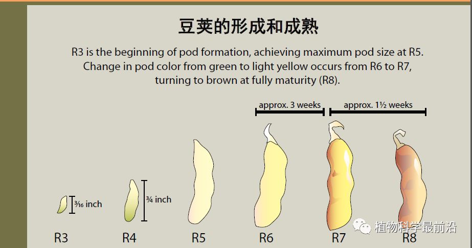 今日头条大豆的一生请收藏