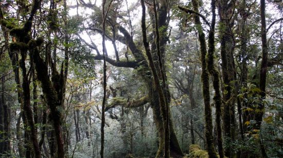 云南旅游必去景点:秘境哀牢山,体验亦云亦雾亦雨的人间仙境