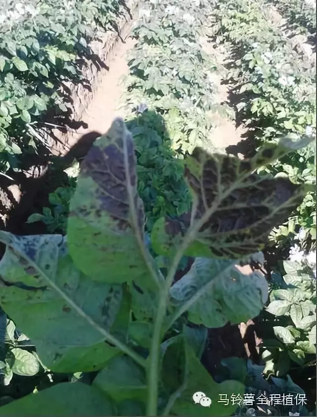 急性炭疽病——高等真菌性病害,对叶部,茎部造成很大危害