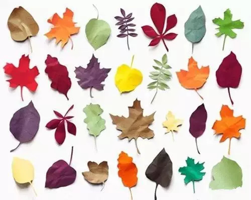 秋天最值得欣赏的就是那五颜六色,形状各异的树叶.