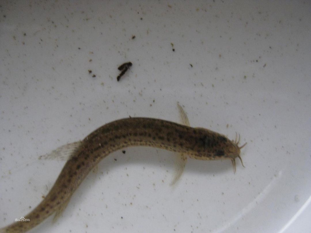 叶尔羌高原鳅生长繁殖习性