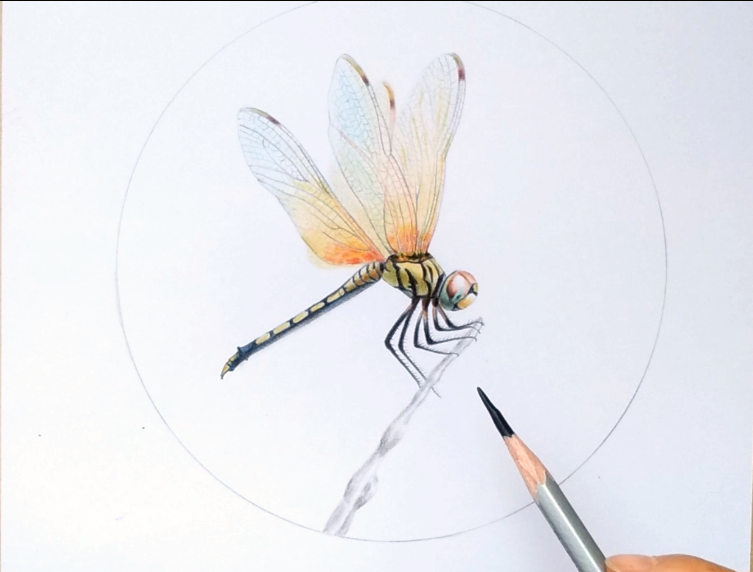 用彩铅画一只小蜻蜓,详细教程出炉,赶快来试一下吧!