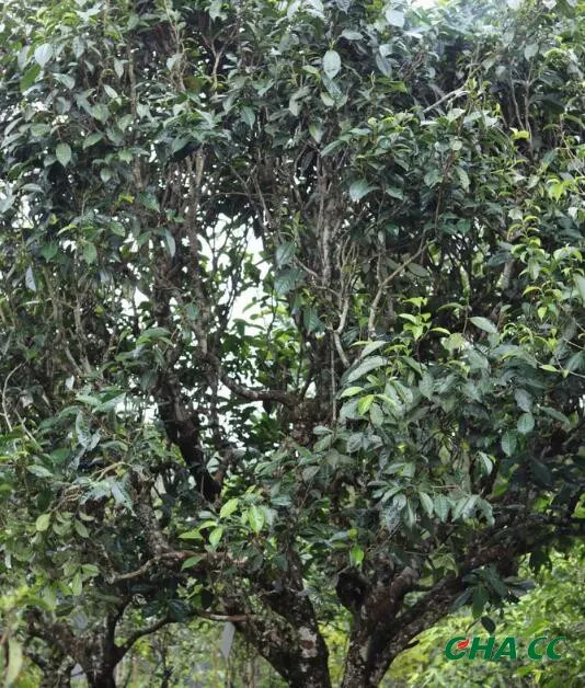 浅谈普洱茶树种类与普洱茶原料差异