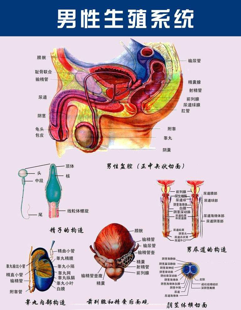 睾丸是制造精子的"工厂",左右各一个,你别看它们的"规模"不大,内部