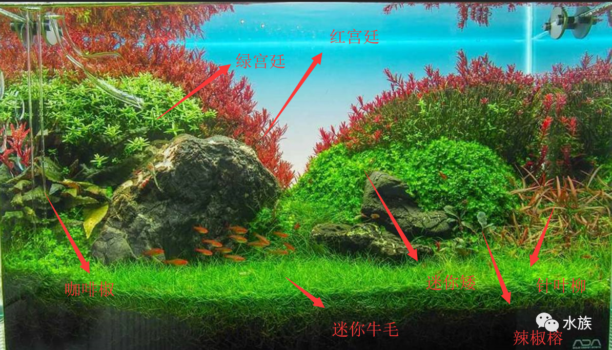 岚岸水景|简单耐看的60cm荷兰景开缸记录_水草