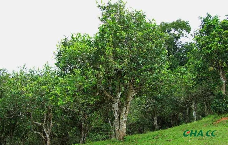 浅谈普洱茶树种类与普洱茶原料差异