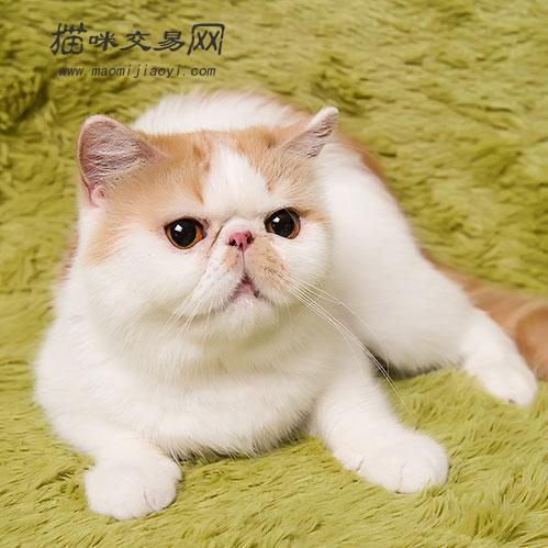 即使为纯种加菲猫,但纯白等颜色的加菲猫价格不宜太高,如果要价太高