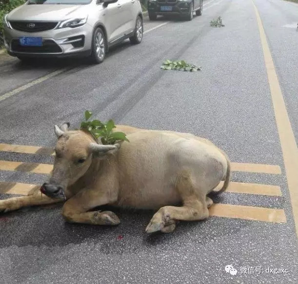 短时间内同一路段多辆车撞牛,事有蹊跷还是巧合?