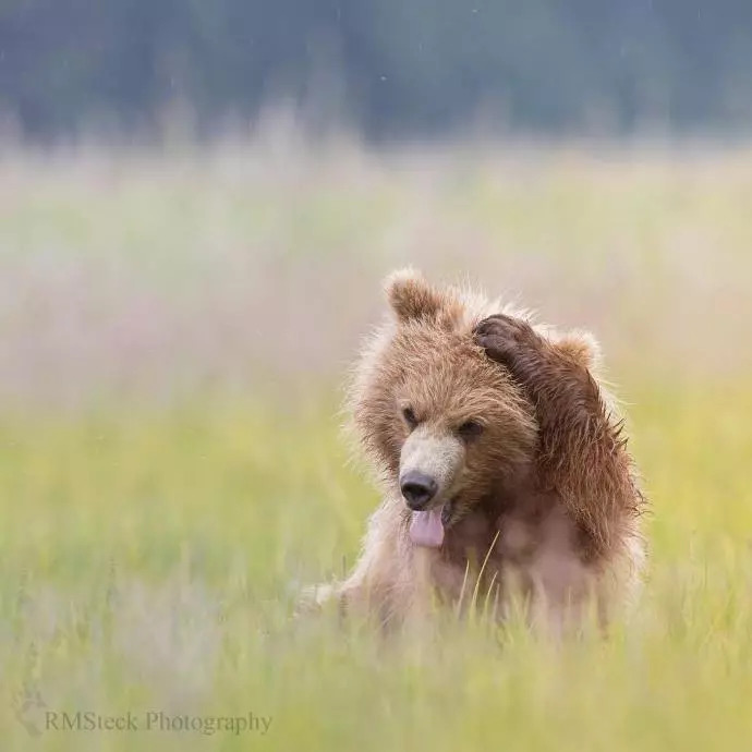 草原上的大肥熊～ 蠢萌,蠢萌的!