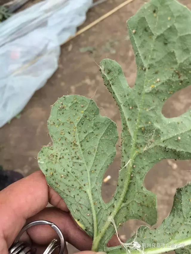 更重要的是可传播病毒病,能引起植株出现花叶,畸形,矮化等症状,受害株