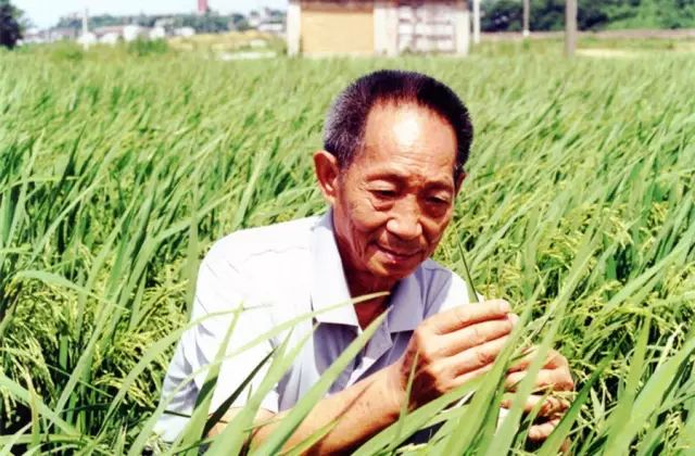 袁隆平和妻子邓哲 兴致来时 还会对着自己心爱的稻田 尽管已经快90岁