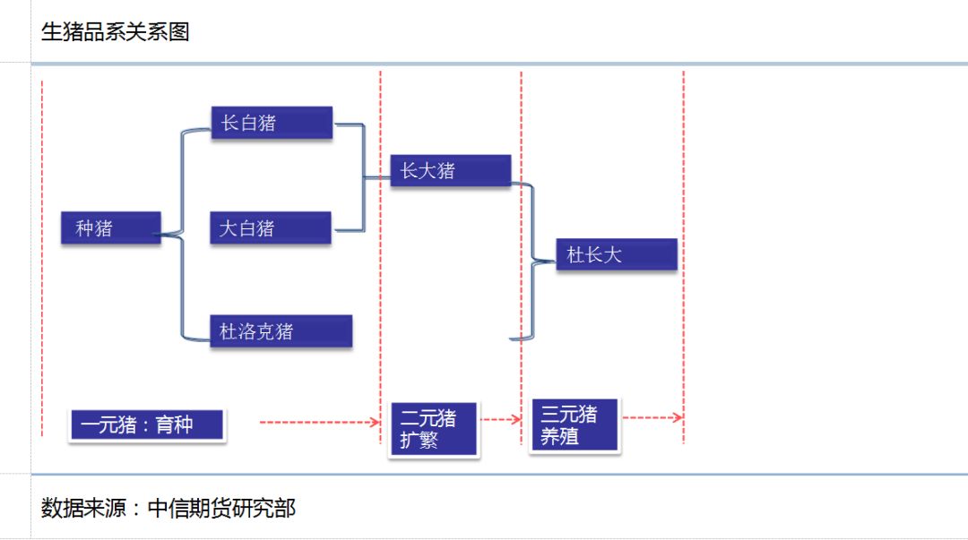 王聪颖:饲料生猪产业链全景图 市场解读_养殖