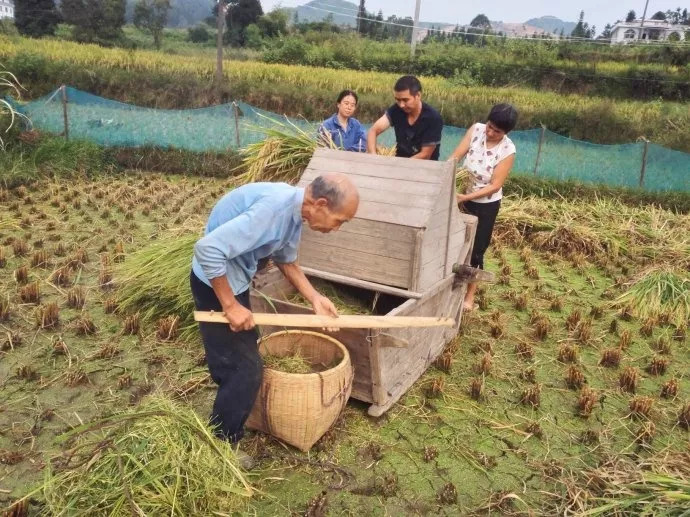 不怕雨不怕晒 打谷子师傅 男女不限 两年以上工作经验 挑谷子师傅