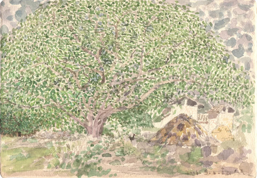 《夏天的核桃树》,24.5×30.5cm,纸本水彩,2016
