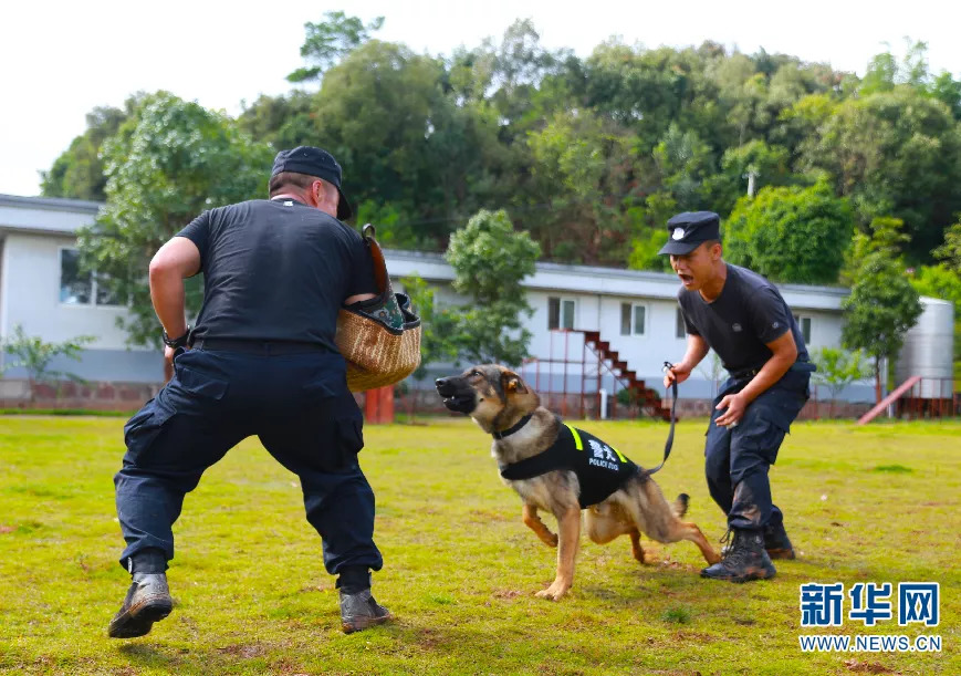 【微纪录·云南故事】嗨,警犬!