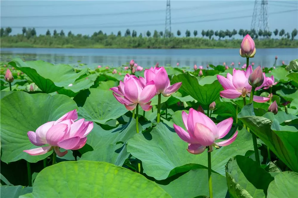 铁岭莲花湿地景区