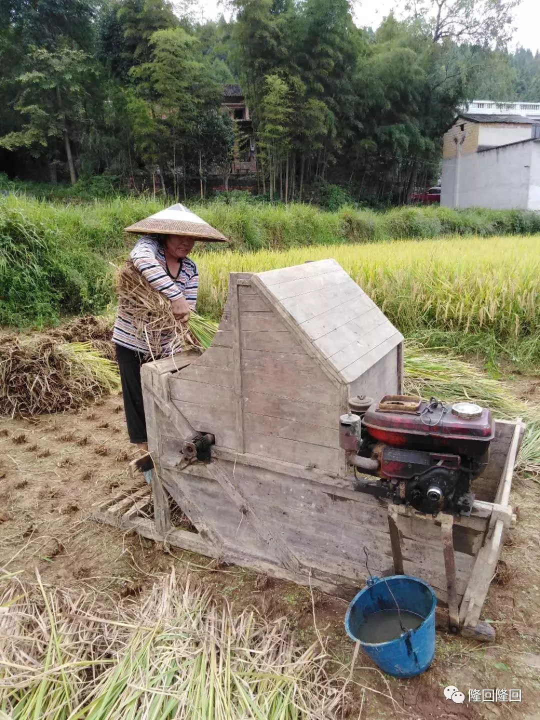 原因,一是要出钱,二是收割机收割总会浪费一些谷子,三是有许多稻田