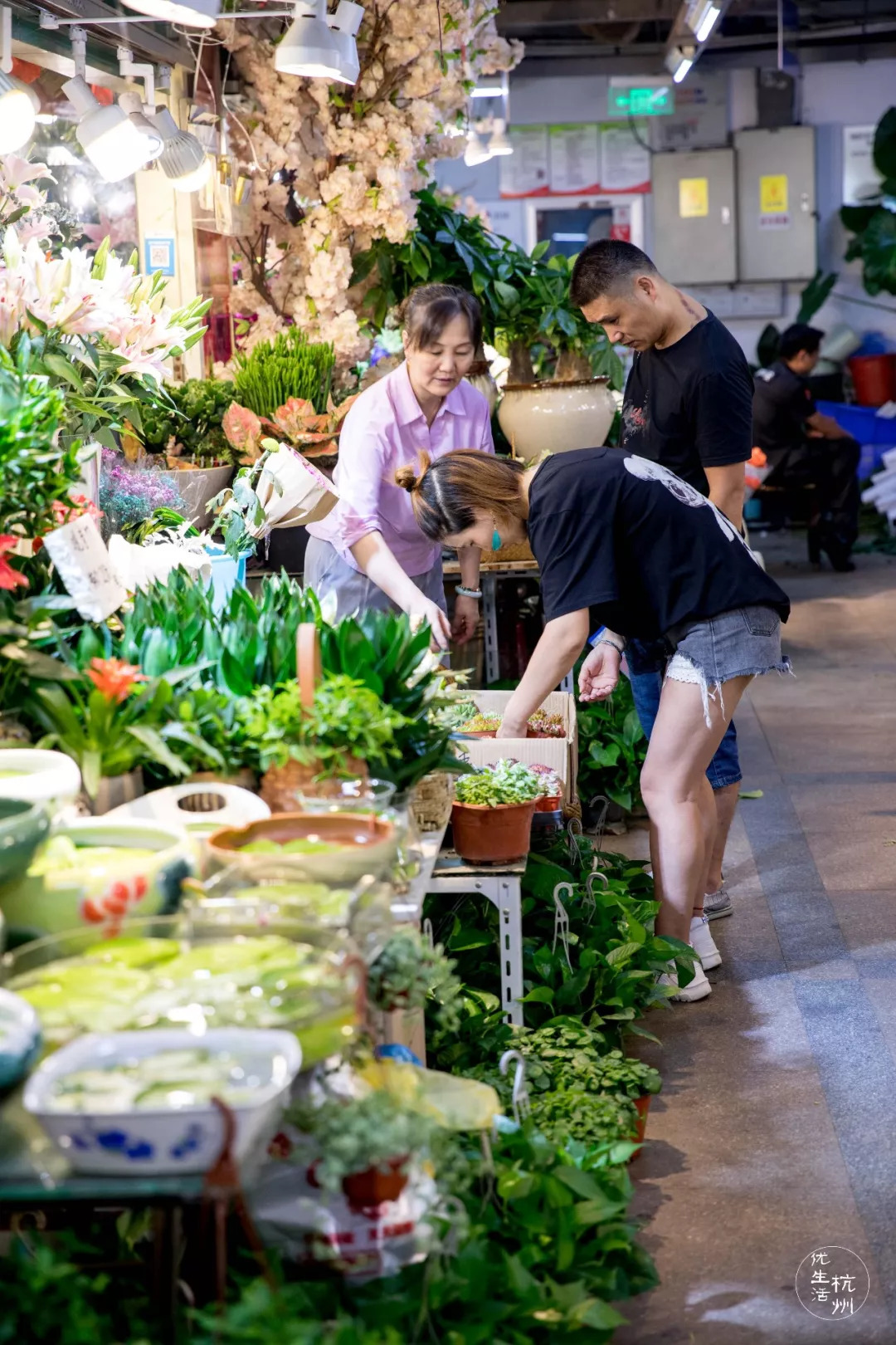 花鸟鱼虫市场实探2019 | 宁波篇 - 知乎