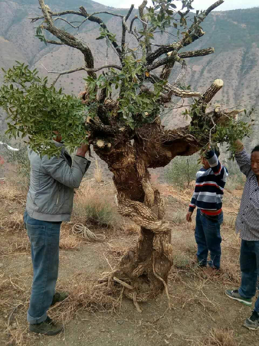 王麻子挖到一棵黄杨,三个人才抬下山,护林员捡了个大便宜