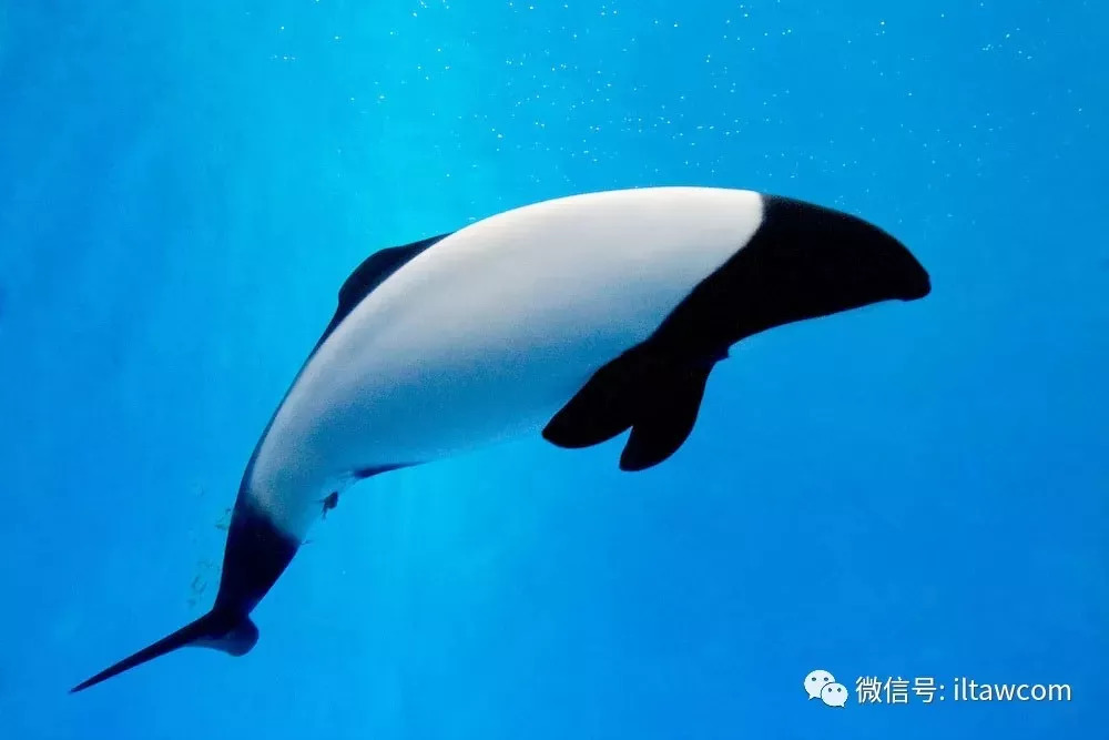 海洋科普493海洋中的大熊猫花斑喙头海豚