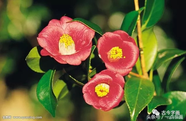 国画入门丨山茶的写意画法_花瓣