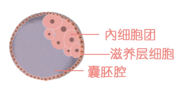 囊胚的评分主要有:囊胚腔扩张状态,内细胞团,以及滋养层细胞