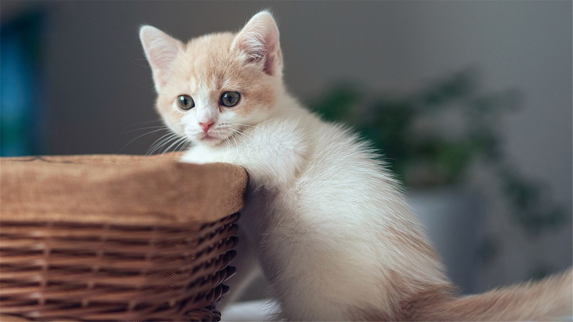 如何提高新生幼猫的存活率 你可以试试这几种方法 仔猫