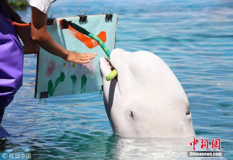 "日本水族馆白鲸艺术细胞十足 叼笔作画有模有样"