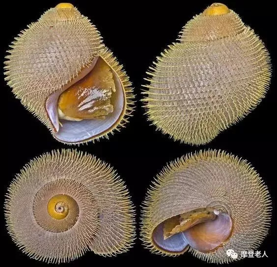 超美丽的海螺世界罕见太罕见了