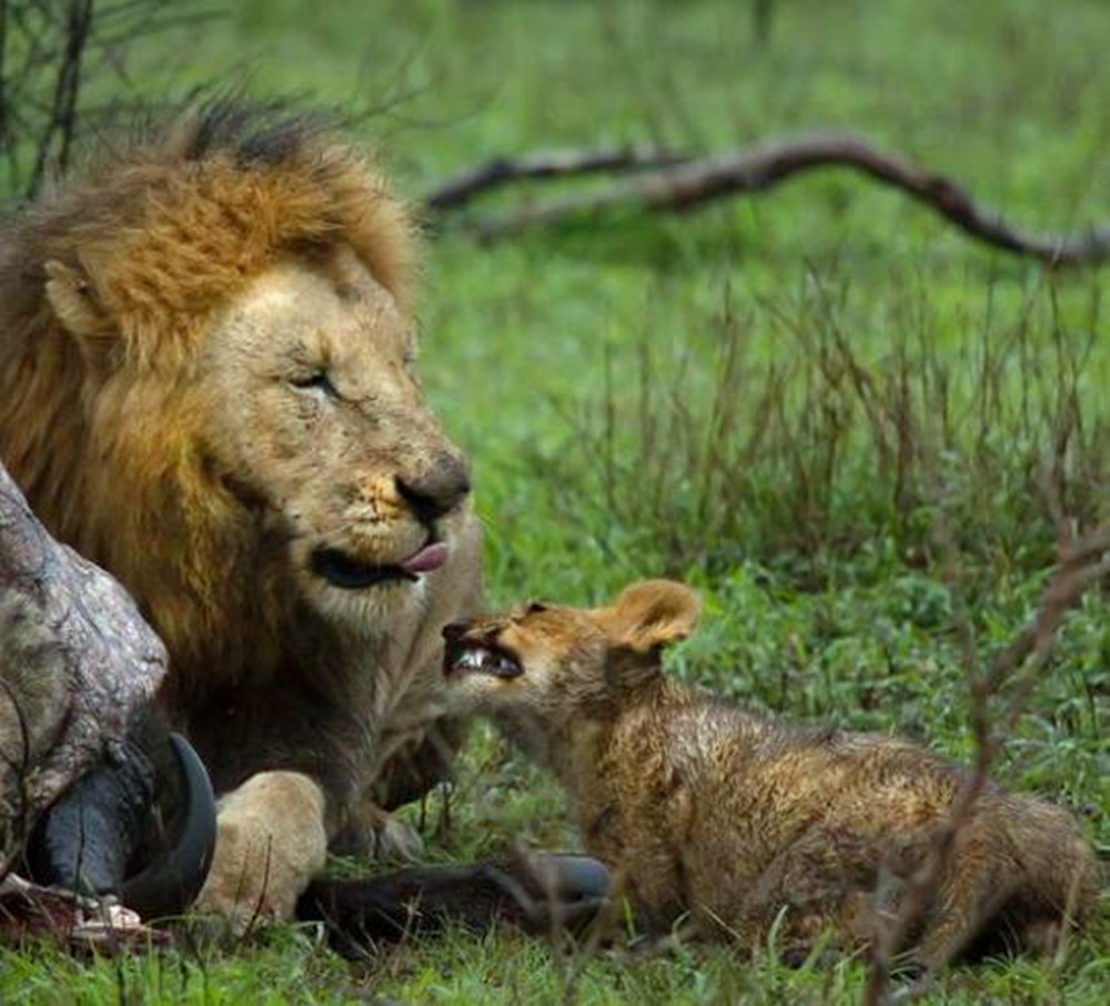 雄狮一边吃肉一边和幼崽互动玩儿,看上去还挺享受父子活动的,小狮子