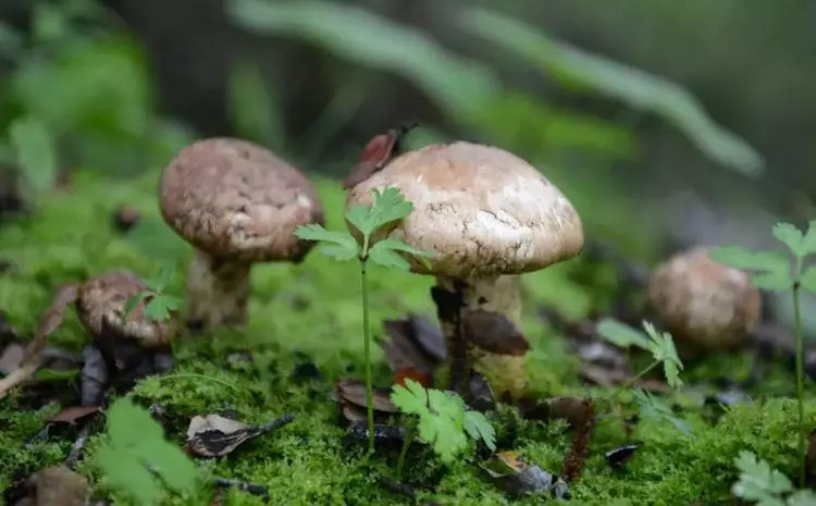 这款月饼,口口都能吃到法国大厨御用野生菌,终结你的选择困难症!