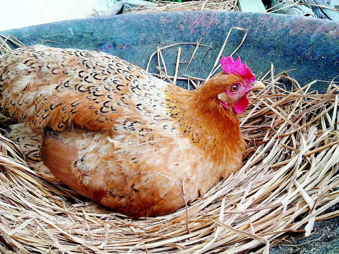 蛋鸡的生殖系统及对产蛋性能的影响 - 知乎
