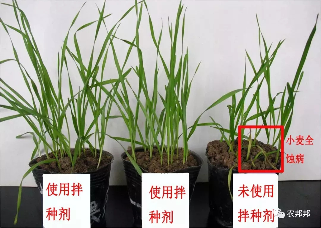 三拌促生根:加快生根,有效提高次生根喷发,为小麦来年高产打下坚实的