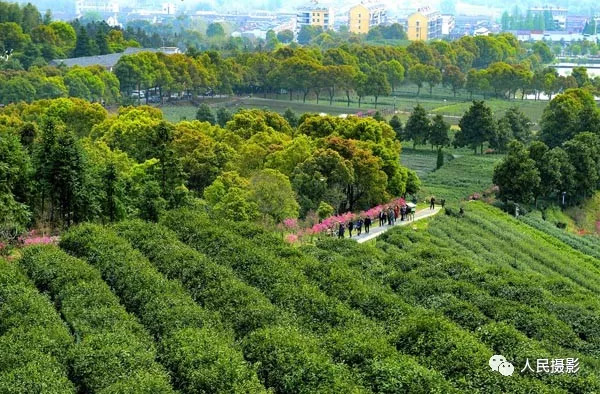 舒城:红日照耀舒茶 青山助力腾飞| 舒茶人民公社景区首届摄影大赛获奖