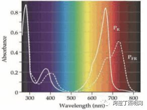 光质对植物生长发育的影响(上)_红光