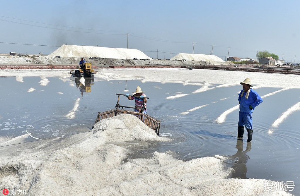 天津长芦汉沽盐场秋季扒盐启动 产盐近60万吨