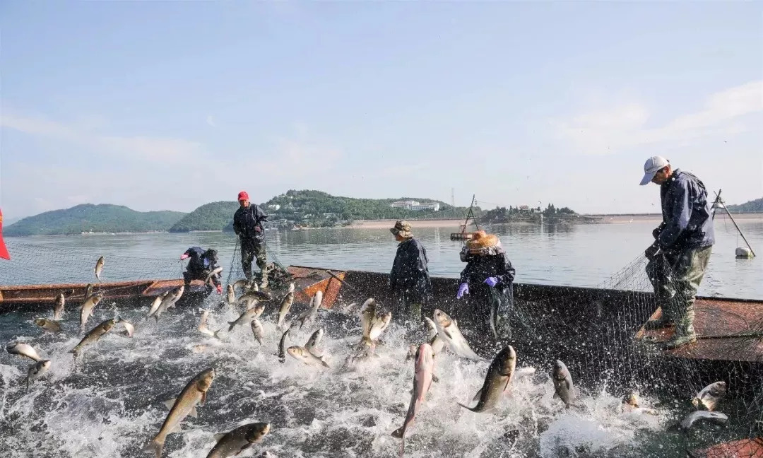 舒城:好水养好鱼，好鱼净好水，走进新时代的万佛湖渔业!