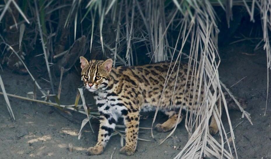 类品种霍山豹猫四川豹猫被保护的猫科动物图片云南豹猫豹猫 保护动物