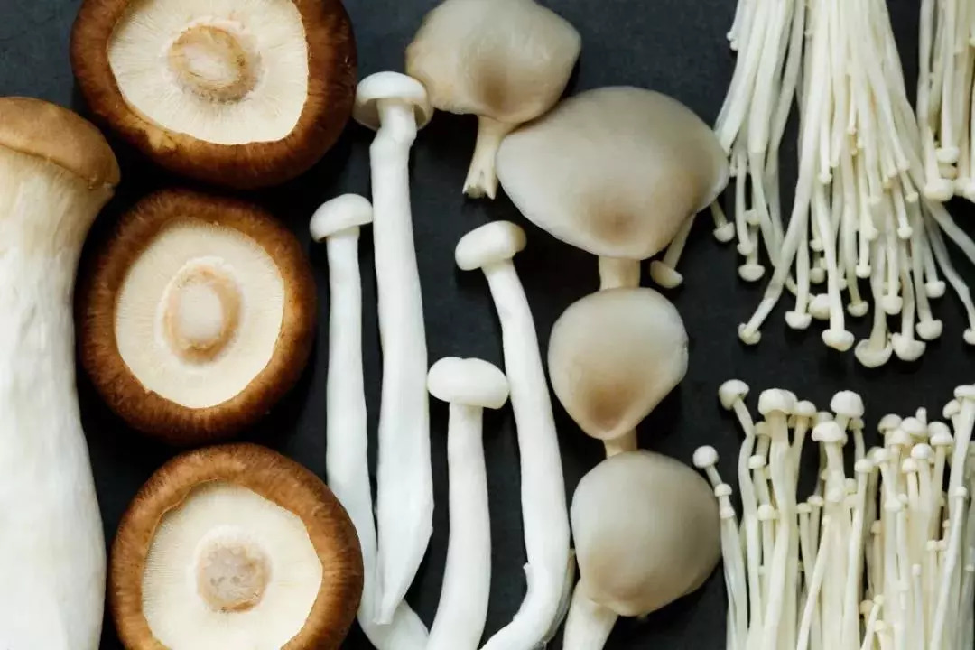 蘑菇的种类蘑菇种类