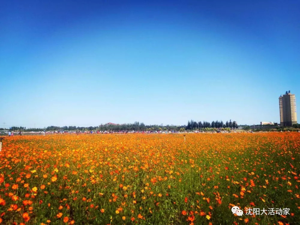 如今花海成片,放眼望去美不胜收…沈北新区打造3000亩花海公园已向