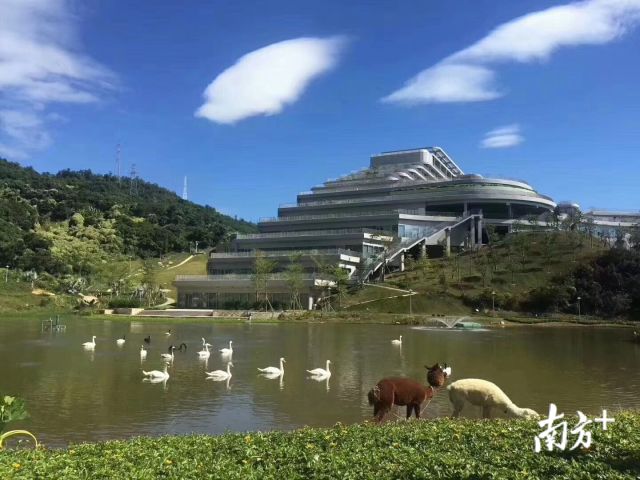 位于深圳大鹏新区观音山一侧的国家基因库,环境优美,景色宜人"从长远