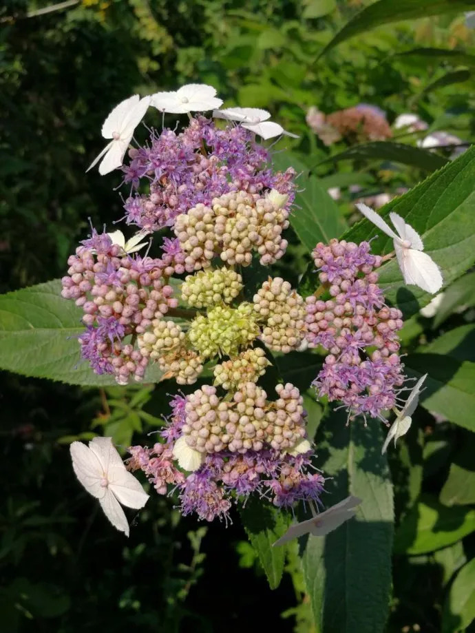 蜡莲绣球(hydrangea strigosa,白鹿小镇的一种野花◆作者