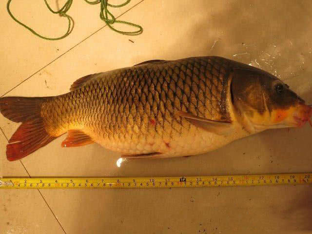 令人眼馋的鱼获又大又肥的红嘴红尾金鳞荷包鲤鱼