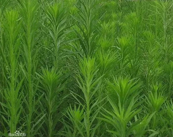 常见的夏秋季花粉包括蒿属花粉,葎草,藜,苍耳,地肤,豚草花粉等.