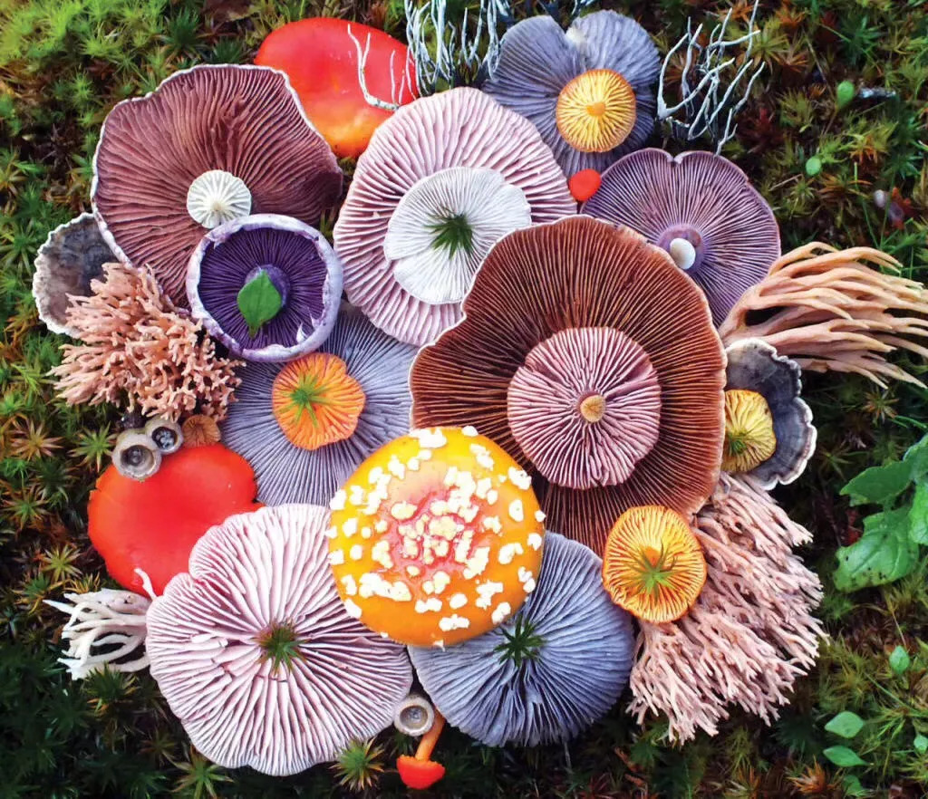 vo art union  自然形态的艺术 jill bliss 蘑菇色彩搭配 爱我就分享
