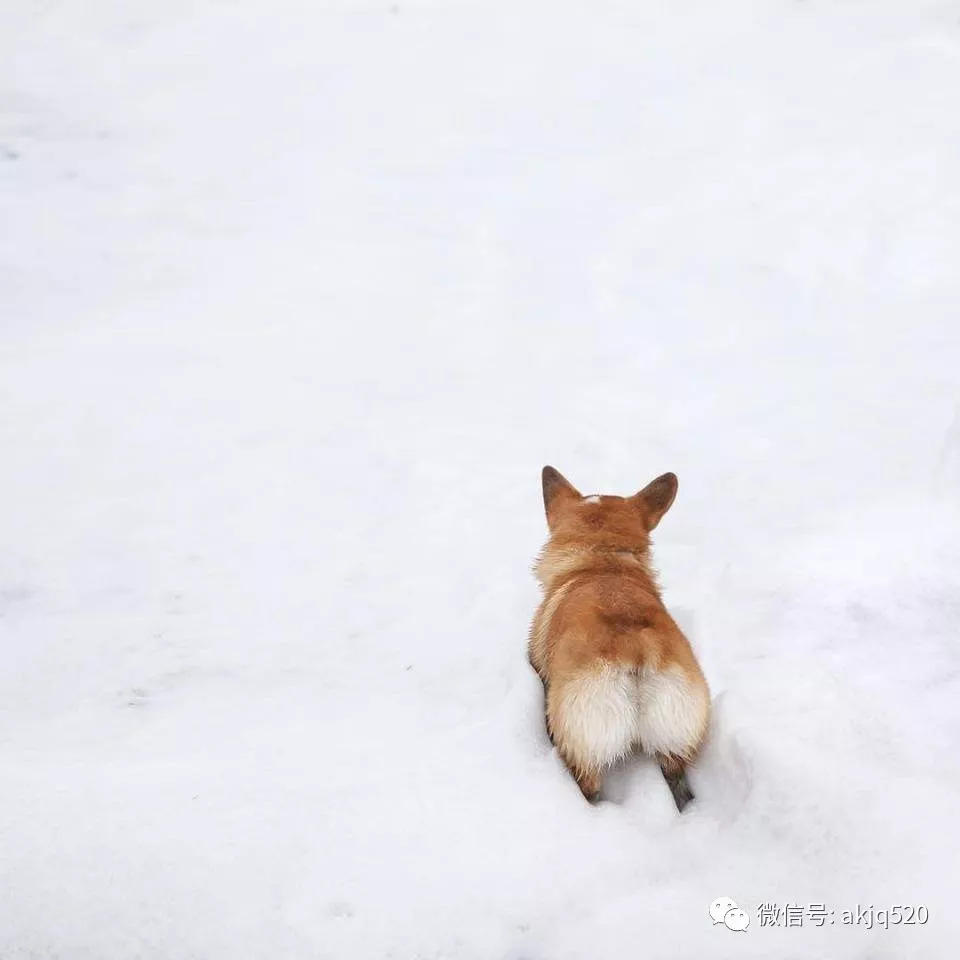 晒屁屁的"柯基臀模"超疗愈 圆润俏臀让人好想捏一把