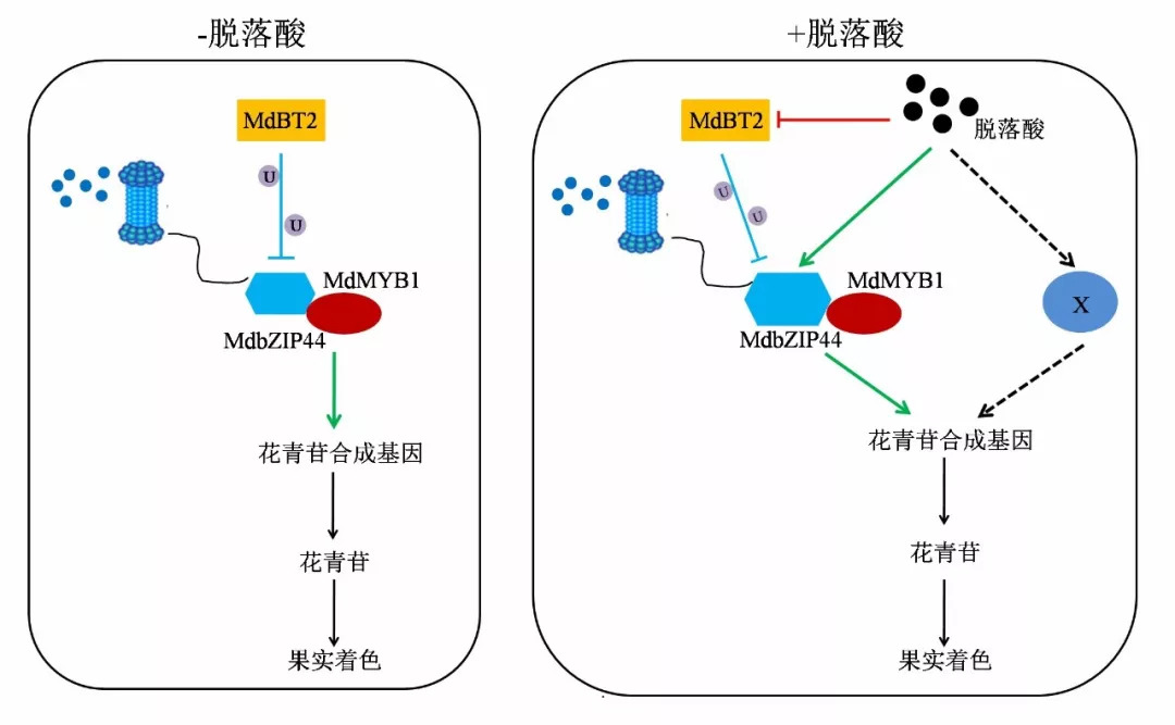 脱落酸促进化花青苷积累另外,该团队还分离到一个受脱落酸调控的