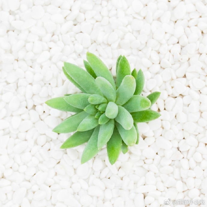 多肉植物:玉珠帘又称千佛手景天科景天属